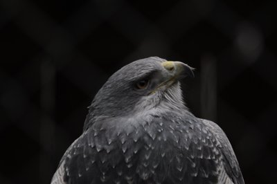 Le roi des cieux_4298471139_l.jpg